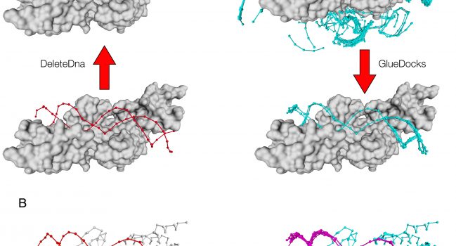 PADA1 predicts the DNA-binding regions of resolved protein structures