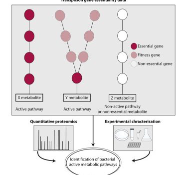 Inferring Active Metabolic Pathways from Proteomics and Essentiality Data