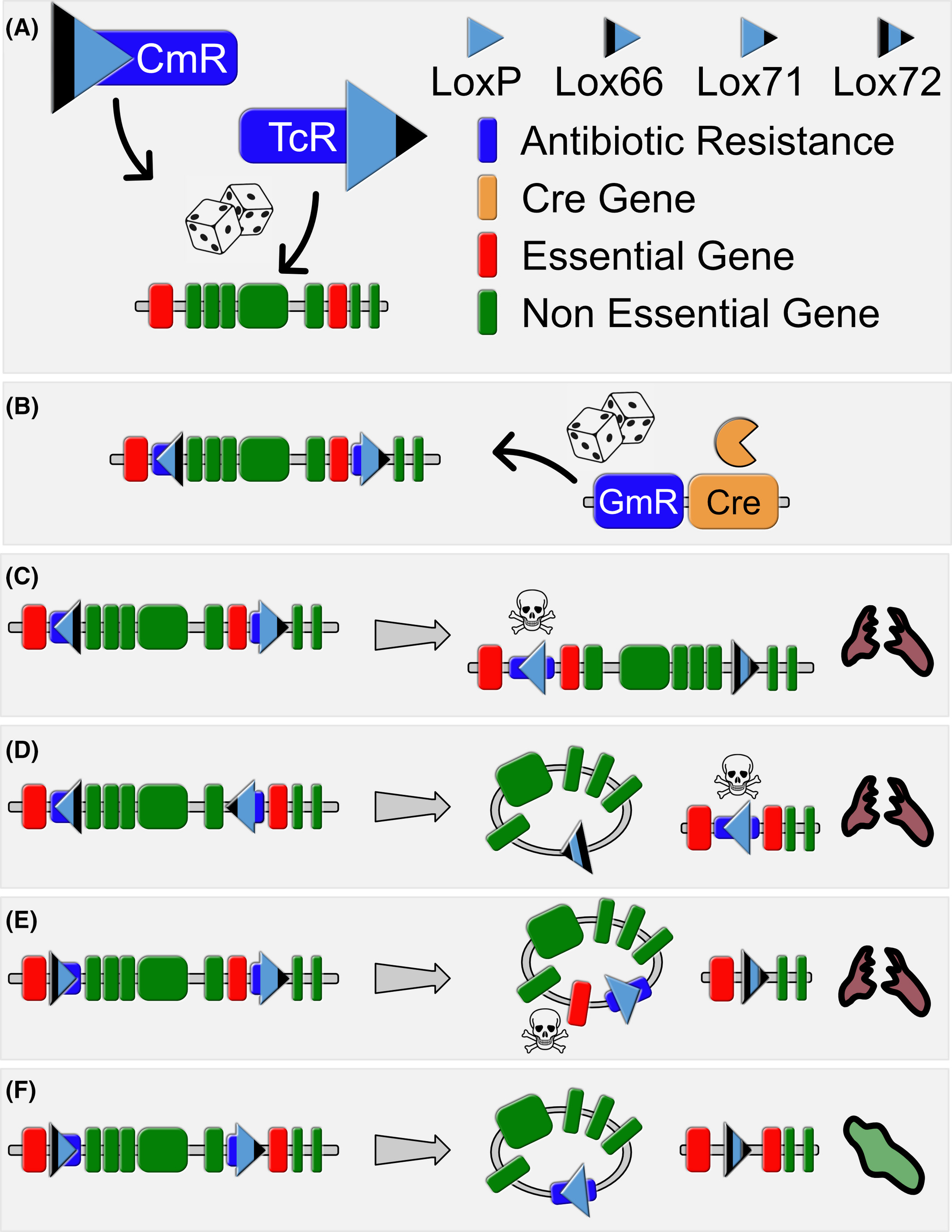 LoxTnSeq: random transposon insertions combined with cre/lox recombination and counterselection to generate large random genome reductions