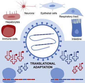 Translational adaptation of human viruses to the tissues they infect