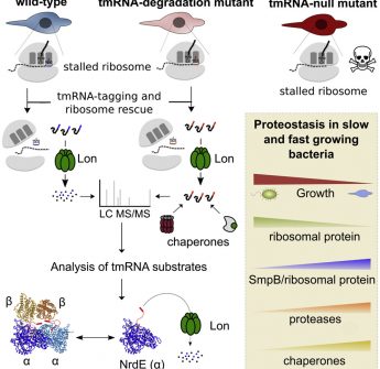 Widespread ribosome stalling in a genome-reduced bacterium and the need for translational quality control