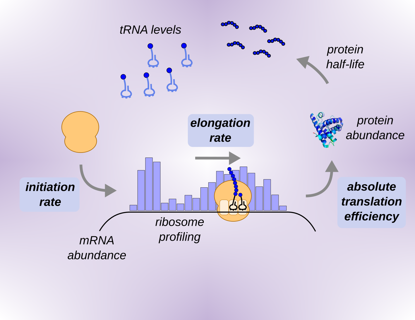 Comprehensive quantitative modeling of translation efficiency in a genome-reduced bacterium